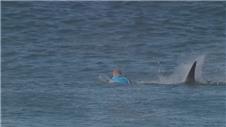 Surfing legend Mick Fanning fights off shark with a punch