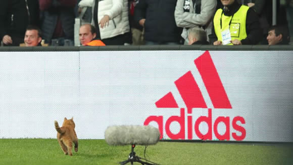 Besiktas fined after cat invaded pitch in Champions League tie with Bayern Munich